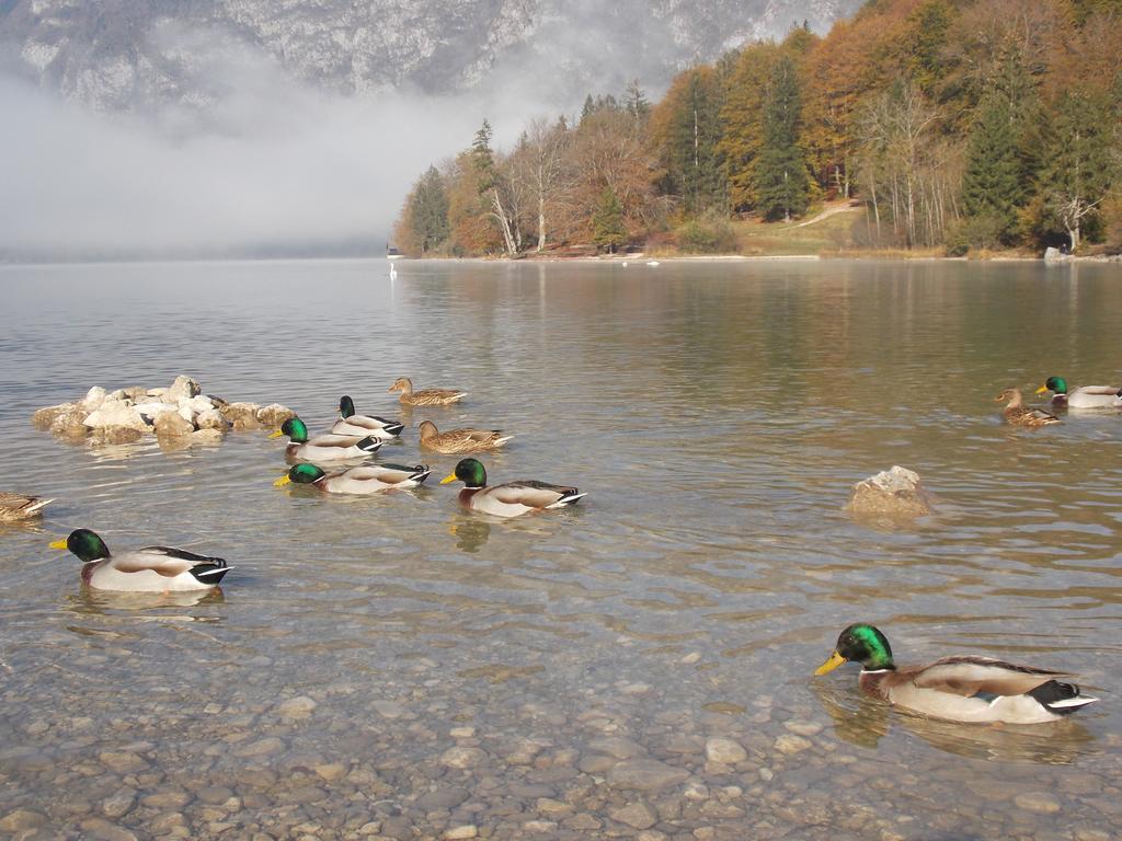 Apartment Turisticna Kmetija Pri Andreju Bohinj